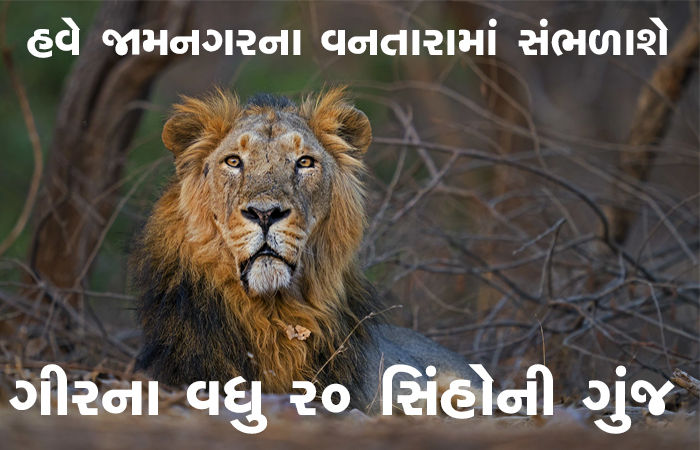 ગીરના વધુ 20 સિંહોની ગુંજ હવે જામનગરના વનતારામાં સંભળાશે