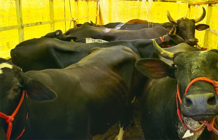 ફીણાવ ભાગોળ રોડ પરથી કતલખાને લઈ જવાતા 8 પશુ બચાવાયા