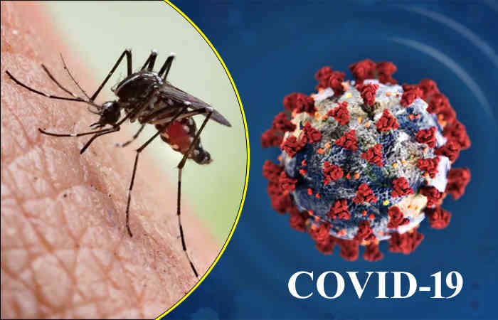 Coronavirus tips: શું મચ્છરના ડંખથી પણ ફેલાઇ શકે છે કોરોનાનો ચેપ!