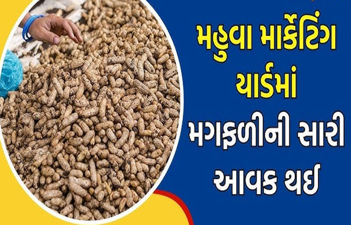 મહુવા માર્કેટ યાર્ડમાં સોમવારથી નવી સીઝનની મગફળીની હરાજી શરૂ થશે