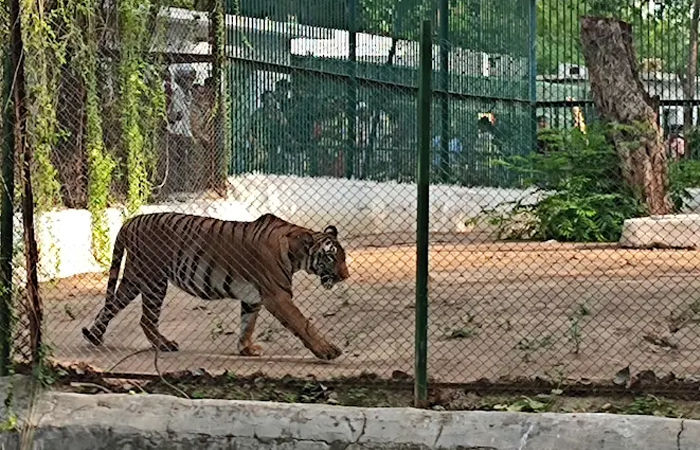 17 વર્ષમાં એક પણ કોર્પોરેટરે પ્રાણીસંગ્રહાલયના પશુ-પક્ષી દત્તક લેવાની પહેલ ના કરી