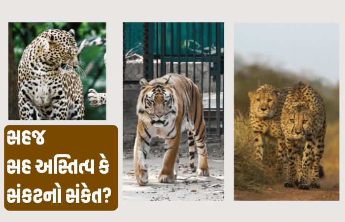 Explainer: રણથંભોર અભયારણ્યમાં વાઘ, દીપડો અને ચિત્તો એક સાથે દેખાયા, જાણો આ દુર્લભ ઘટનાના કારણો