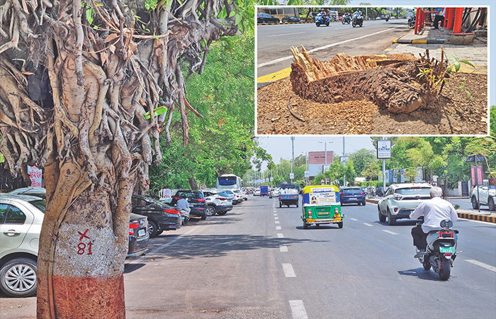 AMC’s move to cut down 80 trees near Panjrapol circle for flyover stirs row