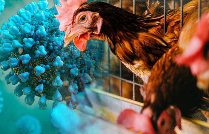 Australia reports first human case of H5N1 bird flu, says child was infected in India