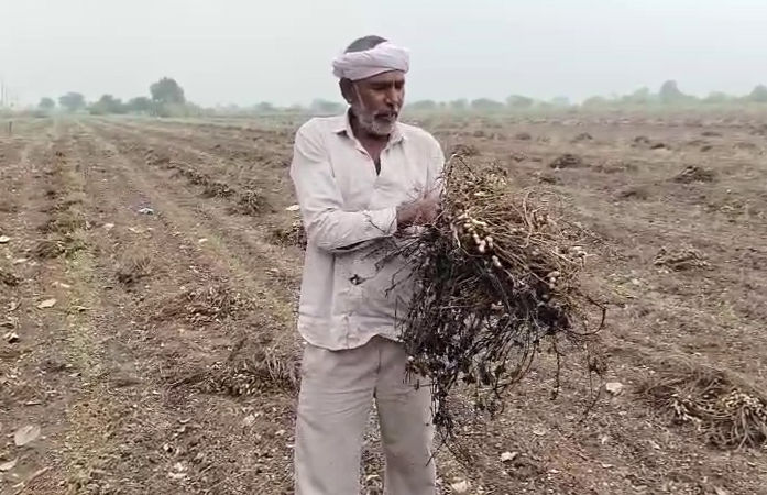 'મગફળીના પાથરા તણાયા...', અમરેલીમાં કમોસમી વરસાદના કારણે ખેડૂતોને મોટાપાયે નુકસાની, સરકાર પાસે સહાયની માગ