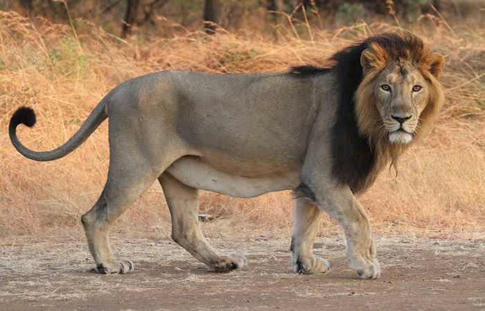 29 lions lost to unnatural deaths in Gujarat in last two years