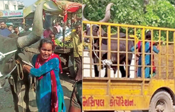 Video: બળદ અને યુવતી એક જ પાંજરામાં: પશુ સાથે તેને પણ પોલીસ સ્ટેશન લઈ જવાતા AMCની કામગીરી સામે રોષ