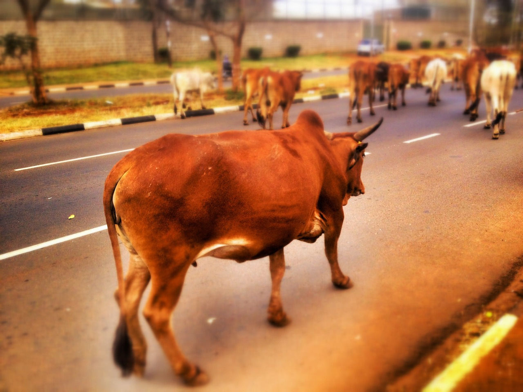 Cattle Menace: Guj HC gives a week's time to authorities to take strict actions