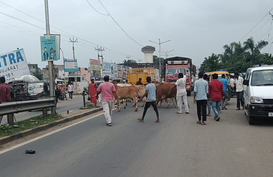 પંચમહાલના શહેરામાં રખડતા ઢોરનો ત્રાસ યથાવત્, લોકોના રોષ બાદ પાલિકાએ હાથ ધરી કામગીરી