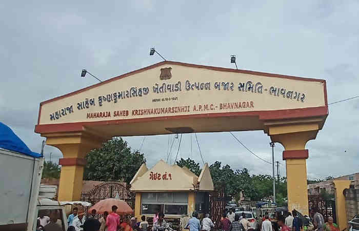 ભાવનગર માર્કેટીંગ યાર્ડમાં ધીમી ગતીએ શીંગ તથા કપાસની આવક શરૂ