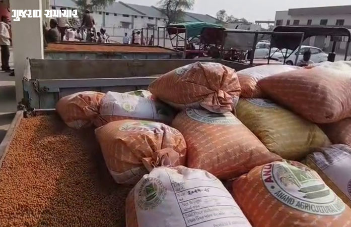 VIDEO | ભાલના પ્રખ્યાત ચણાની બજારમાં ધમાકેદાર એન્ટ્રી: ધંધુકા APMCમાં હરાજીનો પ્રારંભ, ₹1311 સુધીના ભાવ બોલાયા