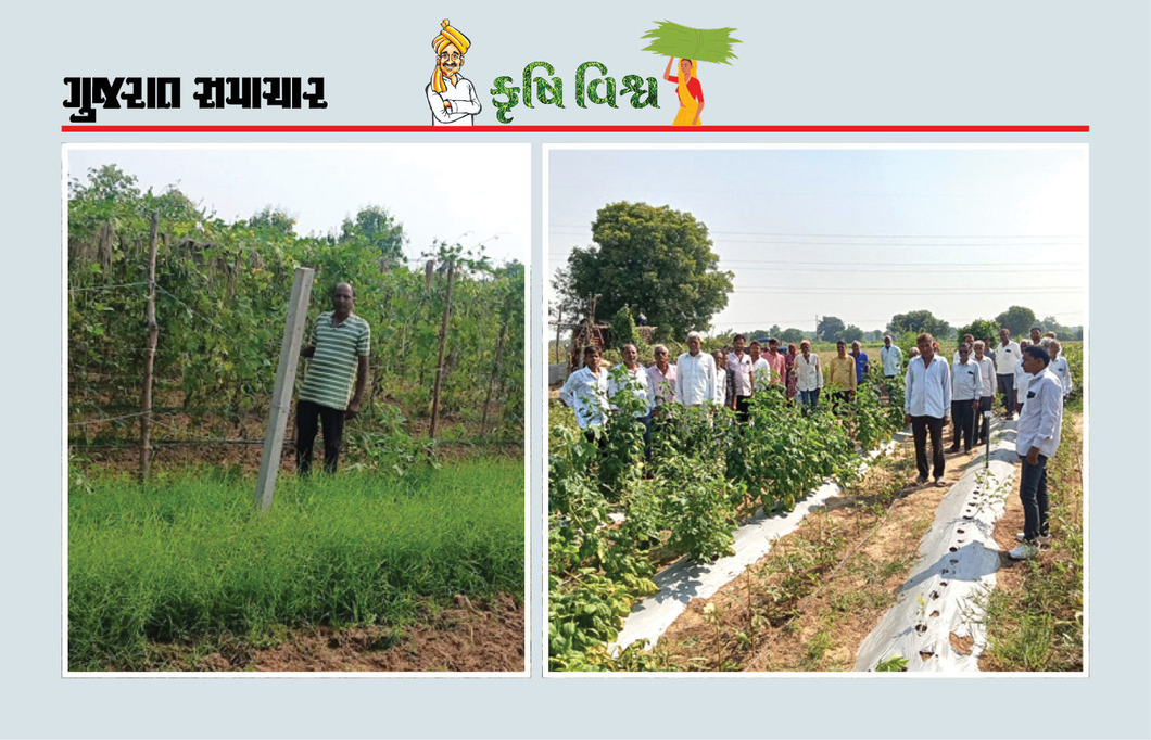 શાકભાજીની ખેતીમાં બુદ્ધિગમ્ય અભિગમનું પરિણામ : ઓછી જમીનમાં વધુ ઉત્પાદન