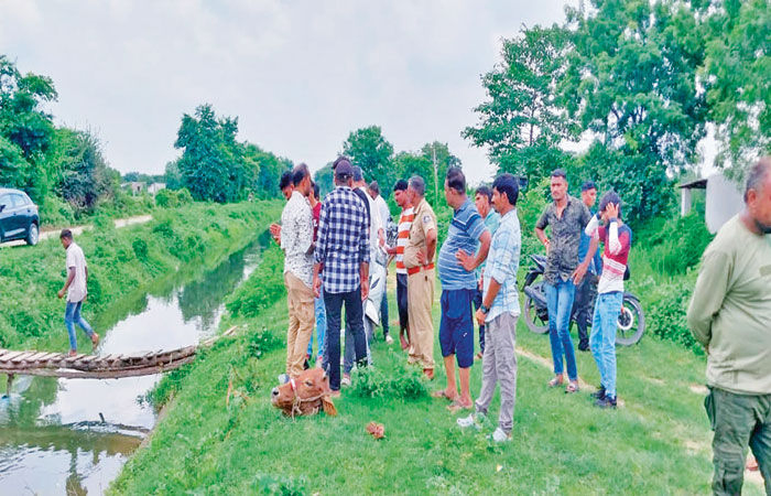 બોરસદના કસારી રોડ ઉપરની કેનાલમાંથી ગૌવંશનું માથું મળ્યું