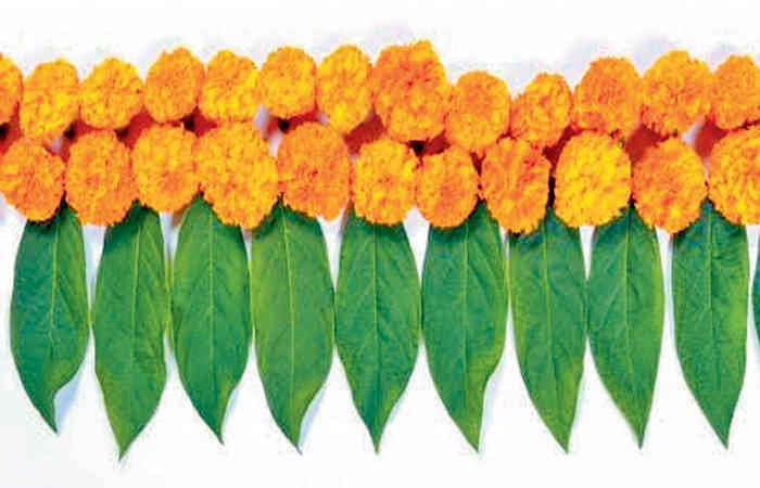 ઉત્સવો- શુભ પ્રસંગોમાં આસોપાલવ તોરણ કેમ બાંધવામાં આવે છે ?