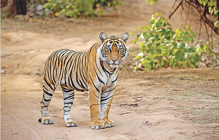 ભારતની વાઘ વિકાસ યાત્રા