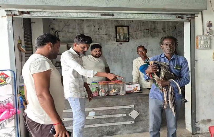 બાવળાના મીઠાપુર ગામે રાષ્ટ્રીય પક્ષી મોર ઇજાગ્રસ્ત થતાં રેસ્ક્યૂ કરવામાં આવ્યું