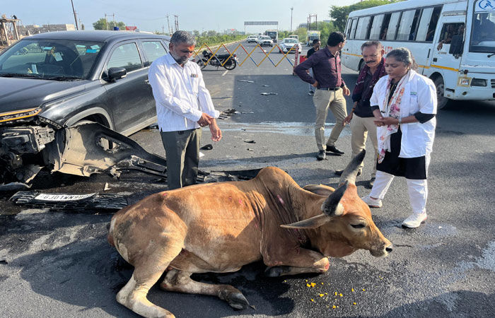 ભાયલા નજીક હાઇવે પર ગાયના ધણ સાથે કાર અથડતા 4 ગાયના મોત