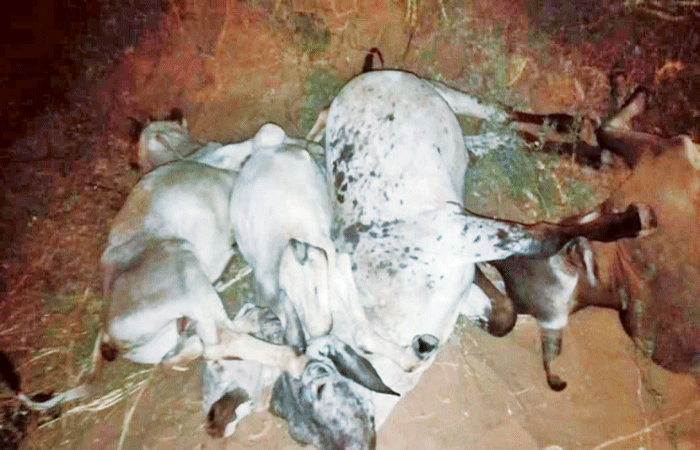 ખેતરમાં એરંડાનો ઉભો પાક ખાધા બાદ 15ગાયોના મોત