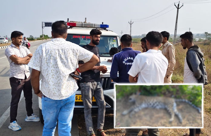 VIDEO | અમરેલી: જાફરાબાદના બાલાનીવાવ હાઈવે પર અજાણ્યા વાહનની ટક્કરથી દીપડીનું મોત, વનવિભાગે શરૂ કરી તપાસ