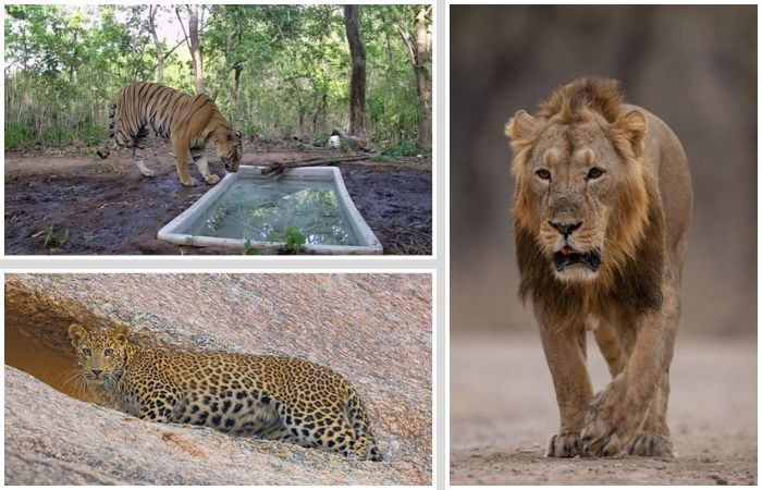 33 વર્ષ બાદ ગુજરાત ફરી 'ટાઇગર સ્ટેટ', સિંહ, દીપડા અને વાઘ ધરાવતું ભારતનું એકમાત્ર રાજ્ય