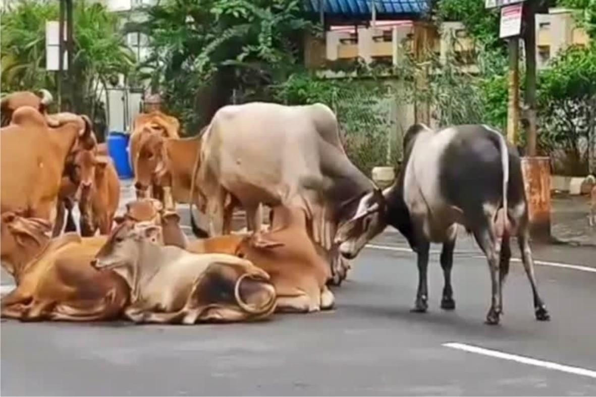 After stray dogs, Ahmedabad Municipal Corporation to ramp up efforts against stray cattle menace