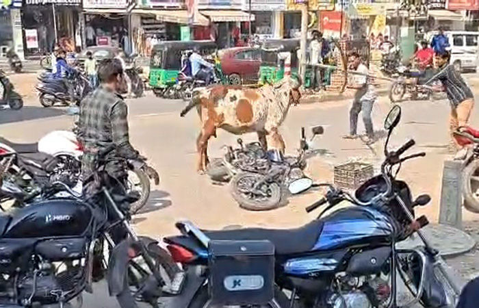 ખોડીયારનગર ચાર રસ્તા પાસે ગાયે આતંક મચાવતા નાસભાગ, બે વ્યક્તિને કચડી નાખ્યા