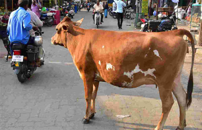 વડોદરા: ગાયના શિંગડામાં સીડી ભરાઈને ગાયે દોટ મુકતા રાહદારીઓ અડફેટે ચઢ્યા