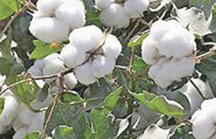 રૂમાં સિલ્લક સ્ટોક સાથે નવી મોસમના શ્રીગણેશ