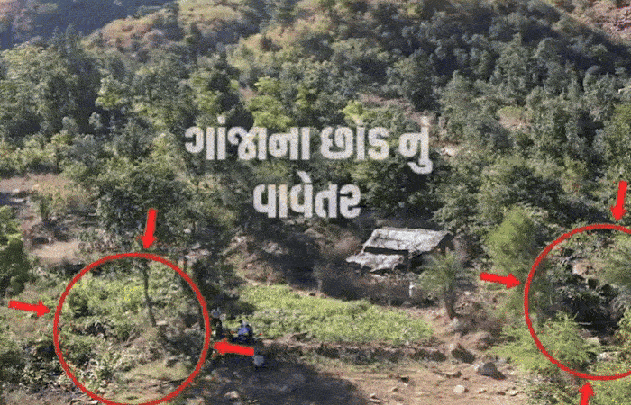 VIDEO: સાબરકાંઠાના લાખિયા ગામે રૂ.1.13 કરોડના લીલા ગાંજાનું વાવેતર ઝડપાયું, ડ્રોન સર્વેલન્સમાં થયો પર્દાફાશ