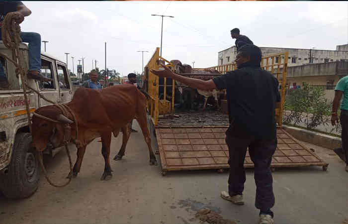 વડોદરા: પાટીલ ઇફેક્ટ: કોર્પોરેશને એક જ દિવસમાં 79 રખડતા ઢોર ઝડપી રેકોર્ડ બ્રેક કર્યો
