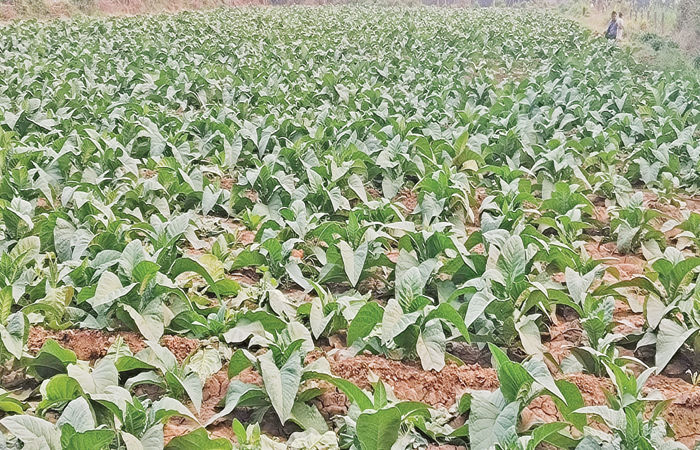 તમાકુના 'કાચા સોના' પર ટેક્સનું ગ્રહણ : આણંદના 2.4 લાખ ખેડૂતોનું ભાવિ જોખમમાં