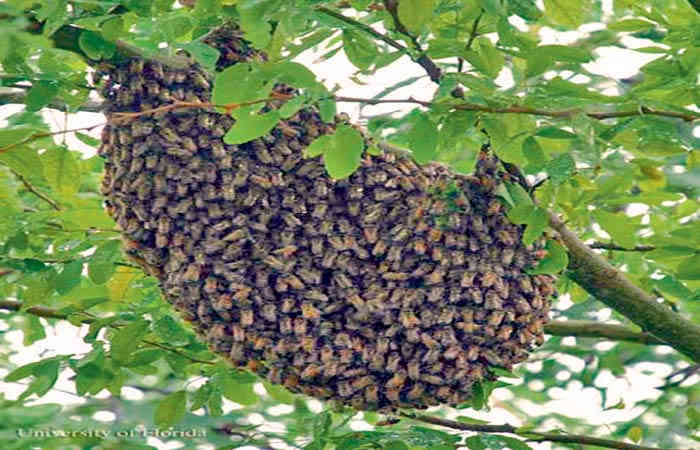 મધમાખીની મદદથી પાણીની શોધ