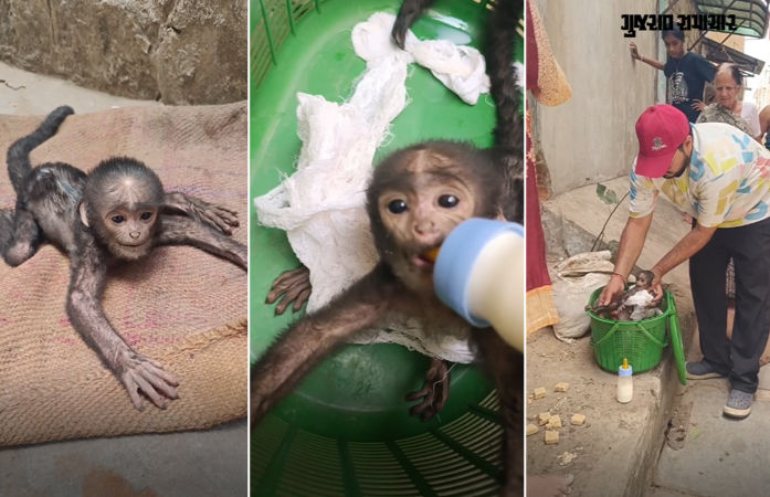 VIDEO: માતાથી વિખૂટું પડી ગરમી અને તરસથી વ્યાકુળ થયું વાનરબાળ, પછી જે થયું તેને દિલ જીત્યા