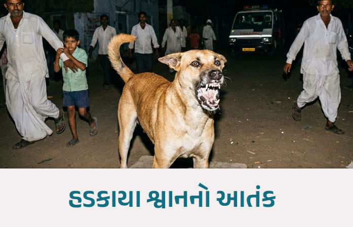 ધાનેરાના કુંવારલા ગામમાં હડકાયા શ્વાને એક જ રાતમાં 13 લોકોને બચકાં ભર્યા, 3 વર્ષની બાળકીની હાલત ગંભીર