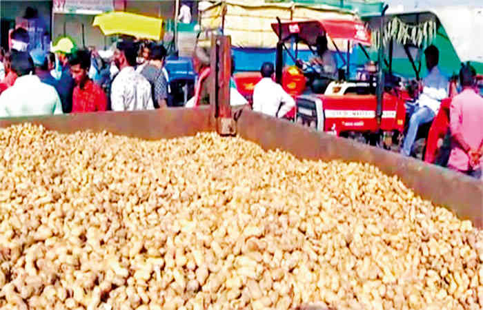 હિંમતનગર યાર્ડમાં 5500 બોરી મગફળી, 300 બોરી મકાઈની  આવક