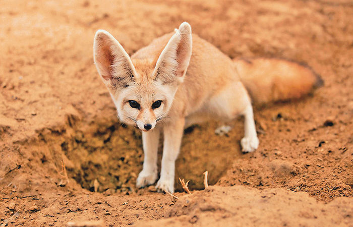 The World’s Smallest Fox The Fennec Fox
