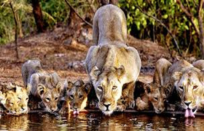 આજે સાસણ જંગલ સફારીનો પ્રારંભ : રાષ્ટ્રપતિનાં આગમન સમયે બંધ