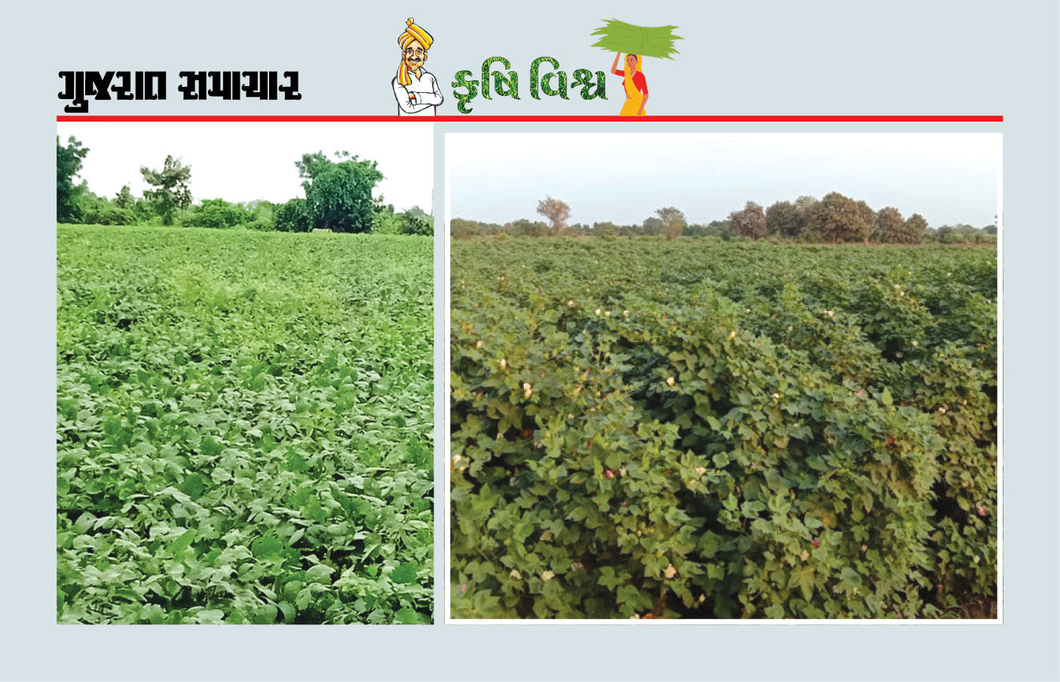 ખેતીમાં અભિગમ બદલાયો, ખર્ચ ઘટ્યો અને ઉત્પાદન પણ વધ્યું