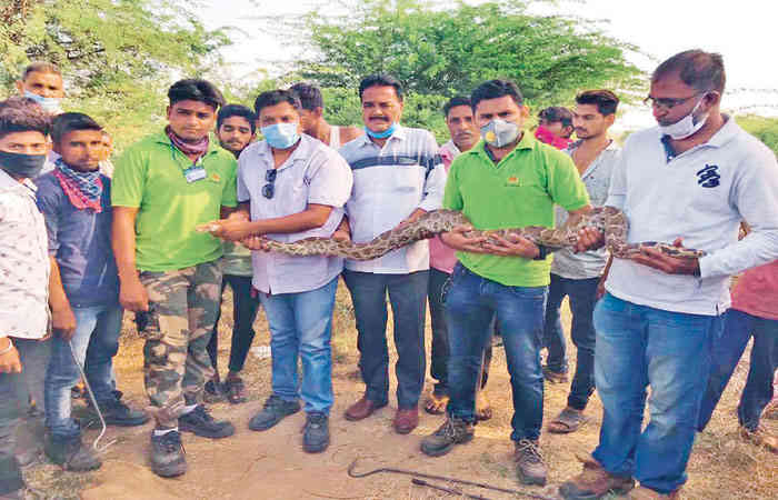 બોરસદના વાલવોડ ગામે રહેણાંકમાંથી 8 ફૂટ લાંબો અજગર પકડાયો