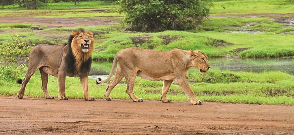 Centre declares eco-sensitive zone around Gir Protected Area