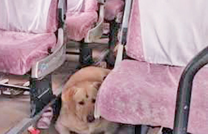 આને કહેવાય, રીયલ ડોગ લવર્સ