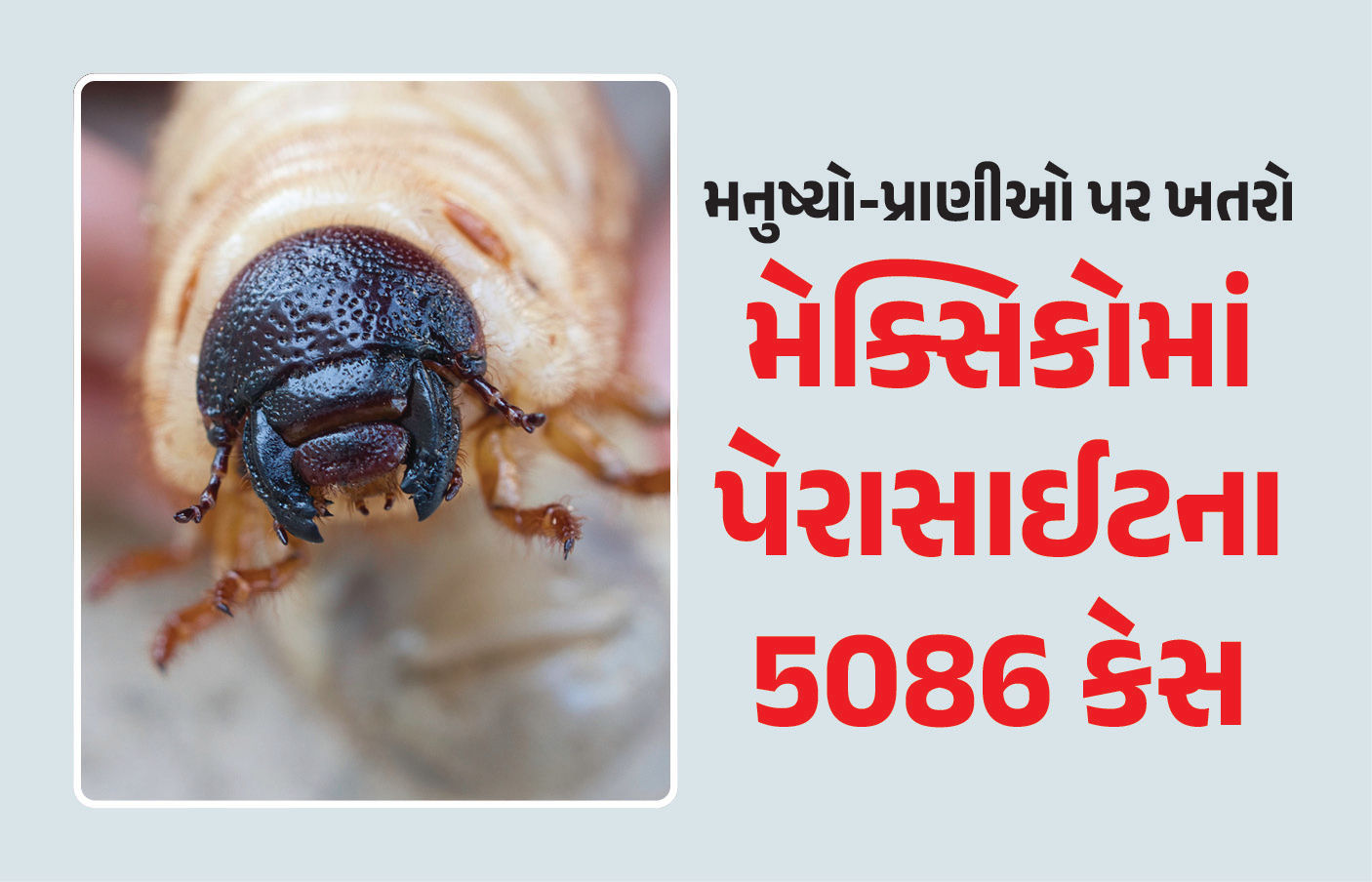મનુષ્યો-પ્રાણીઓના જીવ લઈ લેતું પેરાસાઈટ ફેલાયું, મેક્સિકોમાં નોંધાયા 5000થી વધુ કેસ