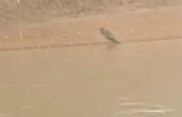 વિશ્વામિત્રી નદી બે કાંઠે થતાં મગરો નદી કિનારે આવ્યા : ભીમનાથ બ્રિજ નજીક લોકોના ટોળા