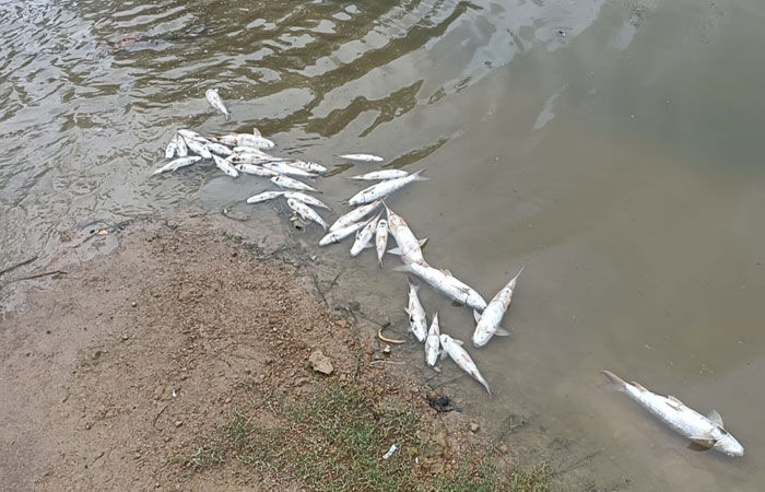 લખતરના વિઠ્ઠલગઢ ગામના મોતીહર તળાવમાં અસંખ્ય માછલીઓના મોત