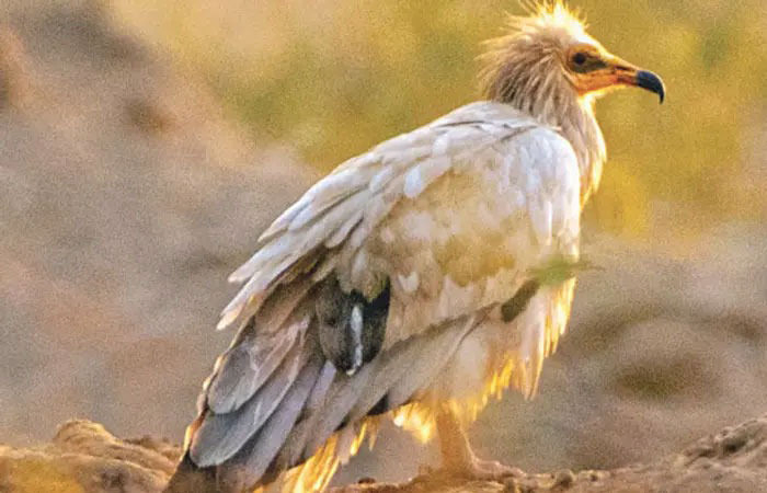 Only 999 vultures left in Gujarat, Surendranagar with highest number