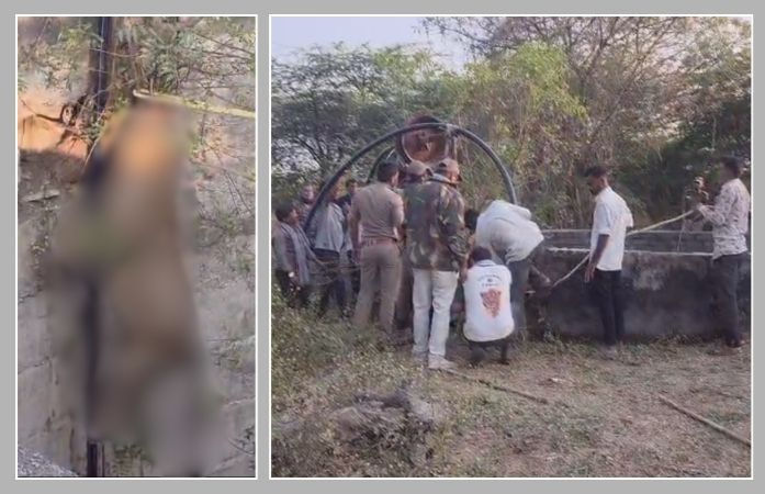 અમરેલી: લીલીયાના કણકોટ ગામે ખુલ્લા કૂવામાં ખાબકતા સિંહનું મોત, વનવિભાગ સામે વન્યજીવ પ્રેમીઓમાં રોષ