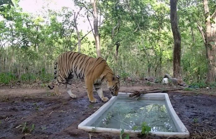 Gujarat declared ‘Tiger State’ after 33 years, now India’s only state with lion, leopard, and tiger