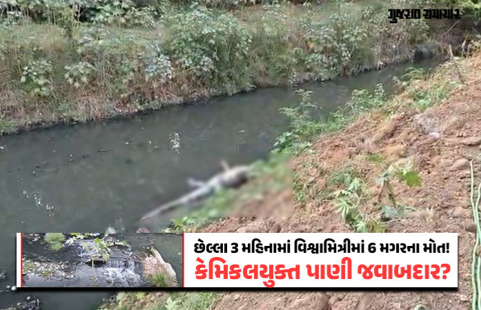 વડોદરાની વિશ્વામિત્રીમાંથી 10 ફૂટનો મૃત મગર મળ્યો, છેલ્લા 3 મહિનામાં 6ઠ્ઠો મૃતદેહ મળ્યો, પ્રદૂષિત પાણી અન્ય કારણ?