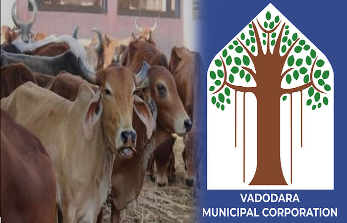 રખડતા ઢોરની સમસ્યા હલ કરવા વડોદરા કોર્પોરેશન 22.50 કરોડના ખર્ચે સુવિધાઓ વિકસાવશે