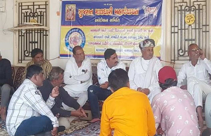 રખડતાં ઢોરની દ્વિધા:  હાઇકોર્ટ લાલઘૂમ અને ઢોર માટે માલધારી સમાજ નારાજ